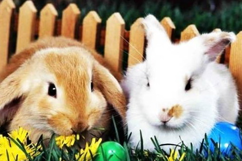 2020年屬兔刑太歲要注意什么，如何化解犯太歲？