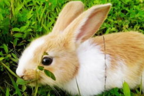 1999年屬兔女在2020年的22歲的運勢怎么樣