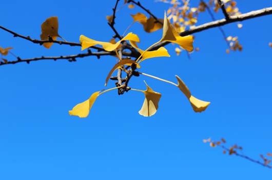 屬羊2019年11月運(yùn)勢(shì)查詢