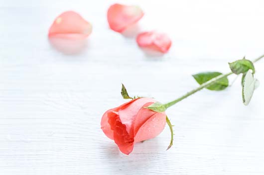 屬狗的2019年愛情運勢如何