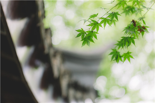 屬羊的人2020年3月運(yùn)勢(shì)