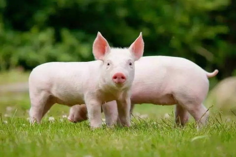 不同年份出生的屬豬人多大了 2020年屬豬的今年多少歲