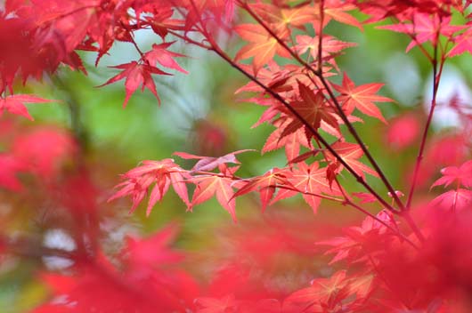 屬狗的人2019年9月運勢