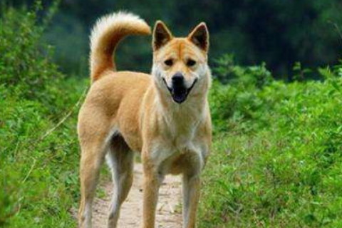 屬狗女2021年運勢如何，2021年屬狗人的2021年全年運勢女性