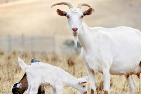 2020年屬羊犯太歲嗎,今年生肖羊運勢害太歲怎么化解?