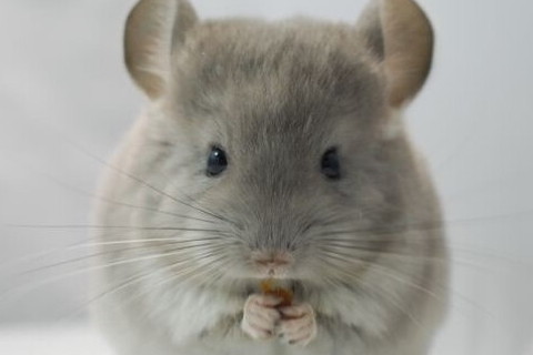 屬鼠人今年犯太歲2020年要注意什么 生肖鼠值太歲怎么化解