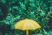 1975年出生屬兔的人2020年運(yùn)勢運(yùn)程詳解