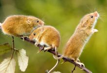 2020年是哪幾個(gè)生肖屬相犯太歲呢?