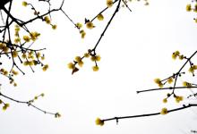 屬羊的人2020年2月運勢運程