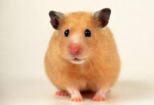 屬鼠人2020年本命年要帶什么飾物增加好運氣