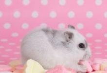 2020年屬兔刑太歲要注意什么，如何化解犯太歲？