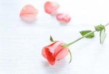 屬狗的2019年愛情運勢如何