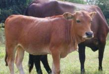 2021年屬牛本命年戴什么轉運飾物好 要注意什么