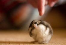 2020年屬鼠人本命年上半年的運勢