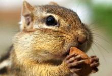 2020年屬兔人佩戴什么開運吉祥物吊墜和手鏈首飾好