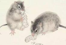 2020年屬鼠人本命年能去領證嗎 今年登記好不好