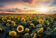 1999年出生屬兔的人2020年運勢及運程