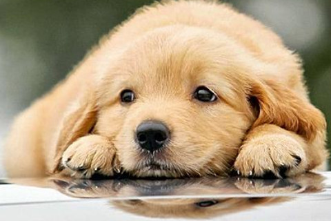 生肖狗和生肖龍的合財嗎?