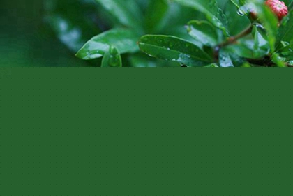 2020農歷閏四月的鼠寶寶好嗎,閏四月出生的人命運歌訣(圖文)