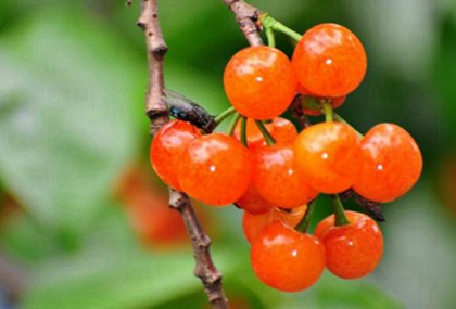 2020農歷閏四月有多少天,閏四月要給爸媽買鞋嗎?(圖文)