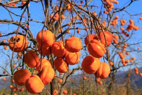 夢(mèng)見(jiàn)柿子