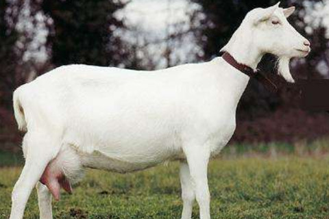 在羊年出生的人一生命運如何?