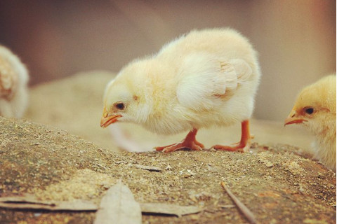 在雞年出生的人一生命運如何?