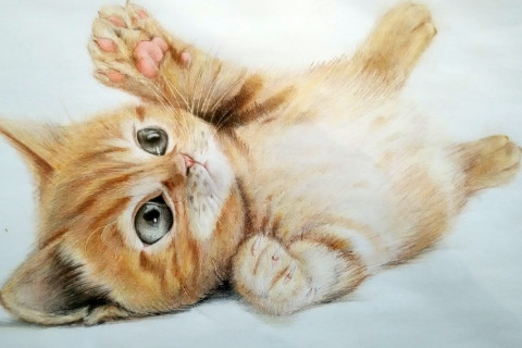 夢見貓進(jìn)家里