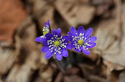 2020農歷閏四月有多少天,閏四月要給爸媽買鞋嗎?(圖文)