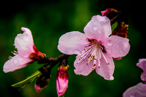出生在農(nóng)歷幾月的女人一生命犯桃花,桃花運很旺盛?