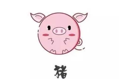 生肖豬和生肖鼠的合財嗎?