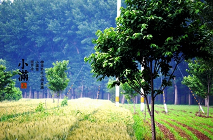 2020年小滿日子可以領證嗎，2020年小滿還有幾天？(圖文)