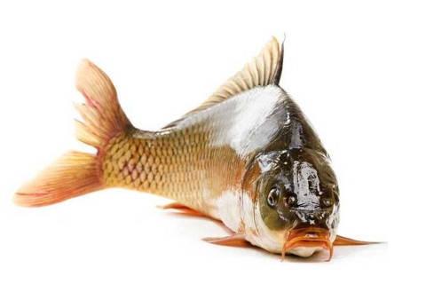 夢(mèng)見(jiàn)鯉魚