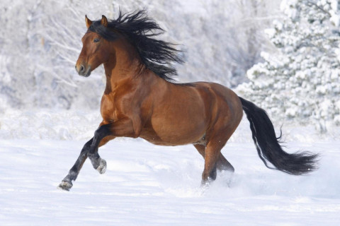 生肖馬的寶寶和什么屬相的父母不搭?