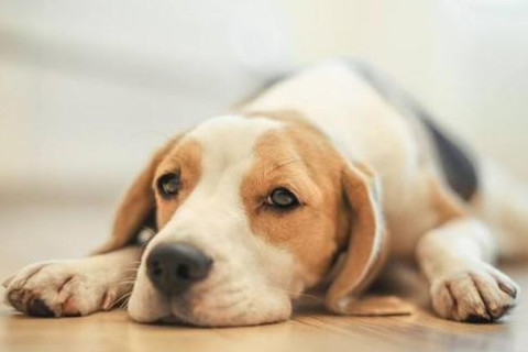 生肖狗和生肖牛的合財嗎？