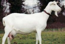 在羊年出生的人一生命運(yùn)如何?