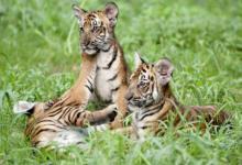 生肖虎和生肖雞的合財嗎?