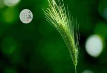 小滿節氣要注意不能做什么 小滿禁忌與講究!