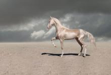 生肖馬人的婚姻與命運怎么樣?