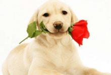 生肖狗和生肖猴的合財(cái)嗎?