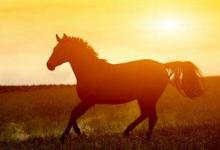 生肖馬和生肖鼠的合財嗎?