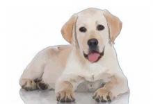 生肖狗和生肖兔的合財嗎?