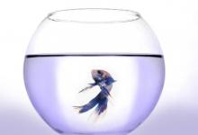 家居風水:辦公室擺放什么物品會運勢好