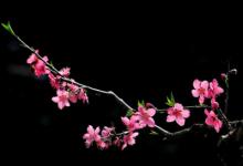 一個八字帶桃花的女人怎么看 怎么樣才會八字帶桃花