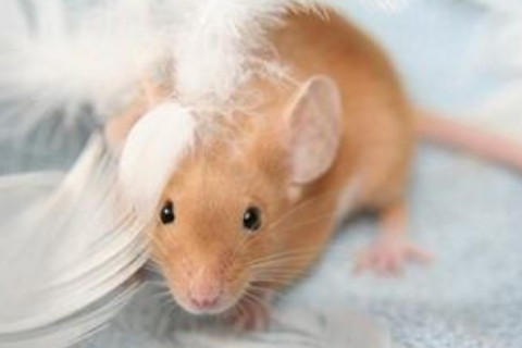 1996年屬鼠人24歲本命年要注意什么，要佩戴什么吉祥物化解