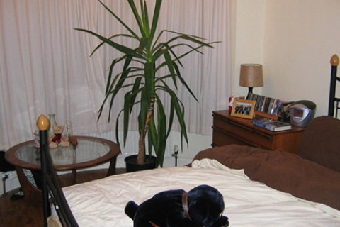 富貴竹放臥室哪里最好  最為適當方位 