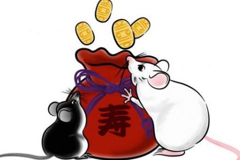 2008年出生屬鼠人今年運勢好嗎,12歲要注意什么