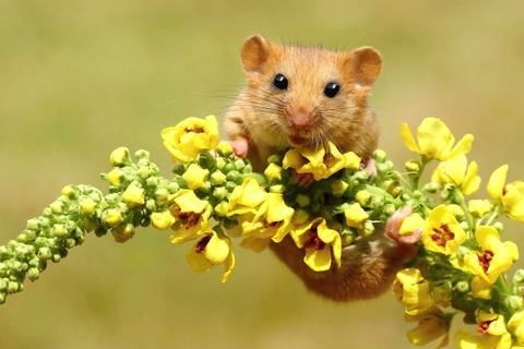 2020年屬鼠人要注意什么，屬鼠本命年有什么禁忌嗎