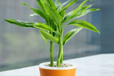 風水中有哪些招財物品？ 