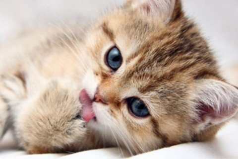 養貓會帶來什么運氣 養貓風水禁忌有哪些